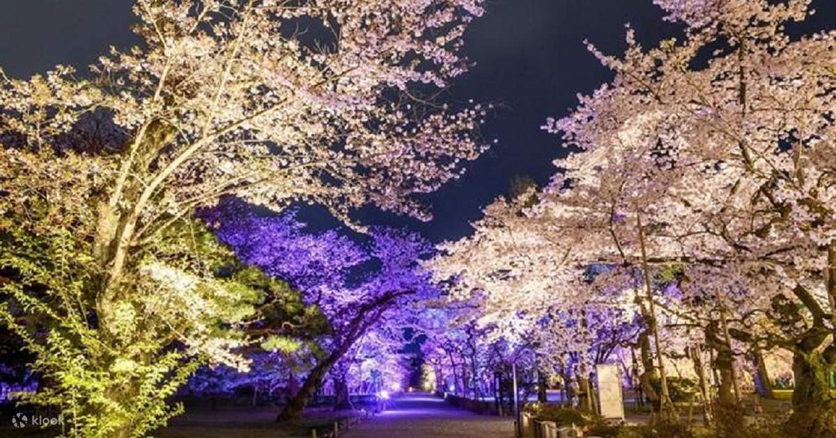 A】Nijo-jo Castle 2026 SAKURA NIGHTS - Klook